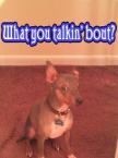 Luke's All Natural Pet Food Dog and Cat Photo Gallery