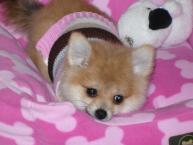 Luke's All Natural Pet Food Dog and Cat Photo Gallery