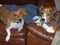 Luke's All Natural Pet Food Dog and Cat Photo Gallery