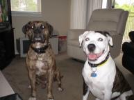 Luke's All Natural Pet Food Dog and Cat Photo Gallery