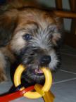 Luke's All Natural Pet Food Dog and Cat Photo Gallery