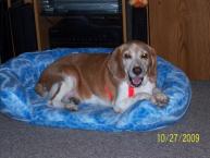 Luke's All Natural Pet Food Dog and Cat Photo Gallery