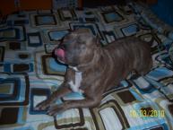 Luke's All Natural Pet Food Dog and Cat Photo Gallery