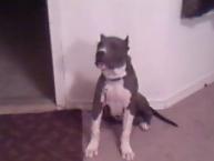 Luke's All Natural Pet Food Dog and Cat Photo Gallery