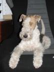 Luke's All Natural Pet Food Dog and Cat Photo Gallery