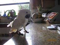 Luke's All Natural Pet Food Dog and Cat Photo Gallery