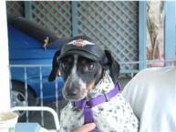 Luke's All Natural Pet Food Dog and Cat Photo Gallery