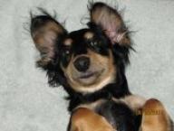 Luke's All Natural Pet Food Dog and Cat Photo Gallery