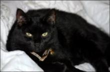 Luke's All Natural Pet Food Dog and Cat Photo Gallery