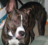 Luke's All Natural Pet Food Dog and Cat Photo Gallery