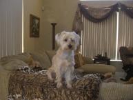 Luke's All Natural Pet Food Dog and Cat Photo Gallery