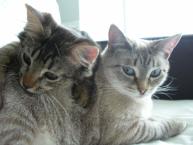 Luke's All Natural Pet Food Dog and Cat Photo Gallery