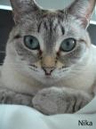 Luke's All Natural Pet Food Dog and Cat Photo Gallery
