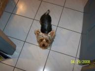 Luke's All Natural Pet Food Dog and Cat Photo Gallery