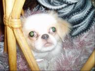 Luke's All Natural Pet Food Dog and Cat Photo Gallery