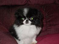 Luke's All Natural Pet Food Dog and Cat Photo Gallery