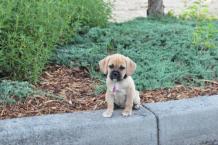 Luke's All Natural Pet Food Dog and Cat Photo Gallery