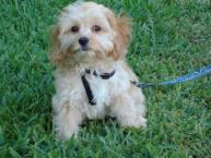 Luke's All Natural Pet Food Dog and Cat Photo Gallery