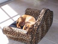 Luke's All Natural Pet Food Dog and Cat Photo Gallery