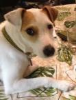 Luke's All Natural Pet Food Dog and Cat Photo Gallery