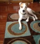 Luke's All Natural Pet Food Dog and Cat Photo Gallery