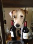 Luke's All Natural Pet Food Dog and Cat Photo Gallery