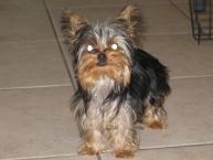 Luke's All Natural Pet Food Dog and Cat Photo Gallery