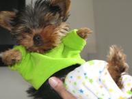 Luke's All Natural Pet Food Dog and Cat Photo Gallery