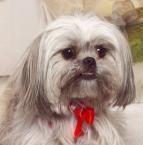 Luke's All Natural Pet Food Dog and Cat Photo Gallery