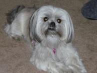 Luke's All Natural Pet Food Dog and Cat Photo Gallery