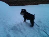 Luke's All Natural Pet Food Dog and Cat Photo Gallery