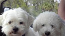 Luke's All Natural Pet Food Dog and Cat Photo Gallery