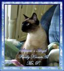 Luke's All Natural Pet Food Dog and Cat Photo Gallery