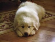 Luke's All Natural Pet Food Dog and Cat Photo Gallery