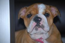 Luke's All Natural Pet Food Dog and Cat Photo Gallery