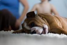 Luke's All Natural Pet Food Dog and Cat Photo Gallery