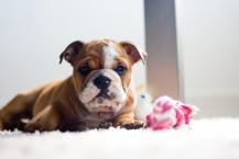 Luke's All Natural Pet Food Dog and Cat Photo Gallery