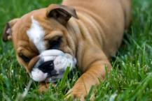 Luke's All Natural Pet Food Dog and Cat Photo Gallery