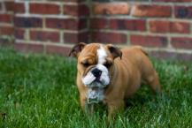 Luke's All Natural Pet Food Dog and Cat Photo Gallery