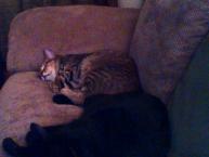 Luke's All Natural Pet Food Dog and Cat Photo Gallery