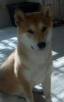 Luke's All Natural Pet Food Dog and Cat Photo Gallery