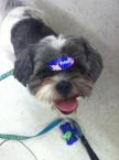 Luke's All Natural Pet Food Dog and Cat Photo Gallery