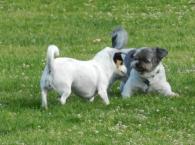 Luke's All Natural Pet Food Dog and Cat Photo Gallery