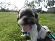 Luke's All Natural Pet Food Dog and Cat Photo Gallery