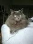 Luke's All Natural Pet Food Dog and Cat Photo Gallery