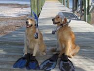 Luke's All Natural Pet Food Dog and Cat Photo Gallery