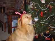 Luke's All Natural Pet Food Dog and Cat Photo Gallery