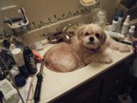 Luke's All Natural Pet Food Dog and Cat Photo Gallery