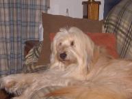 Luke's All Natural Pet Food Dog and Cat Photo Gallery