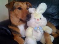 Luke's All Natural Pet Food Dog and Cat Photo Gallery